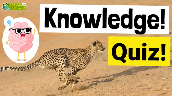Animal Knowledge Quiz