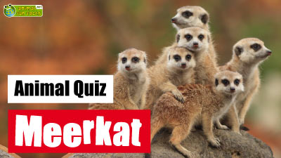 Meerkat  Quiz