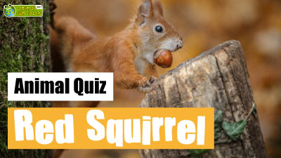 Red Squirrel Quiz