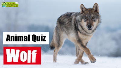 Wolf Quiz