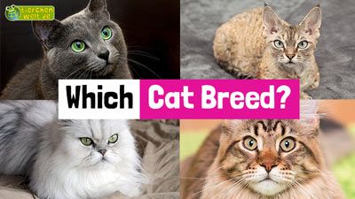 Which Cat Breed?