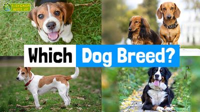 Which Dog Breed?