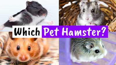 Which Pet Hamster?