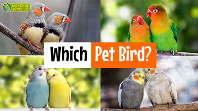 Which Pet Bird?