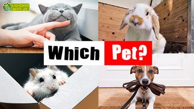 Which Pet Animal?