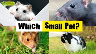 Which Small Pet?