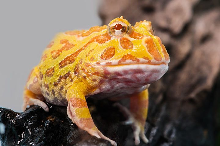 South American Horned Frog with Xanthochromism