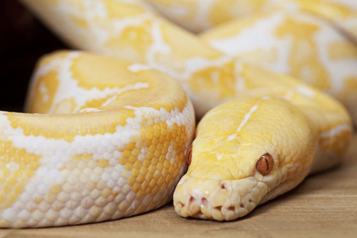 Indian Python with Xanthochromism