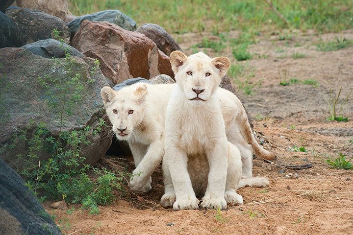 White Lions with Leucism