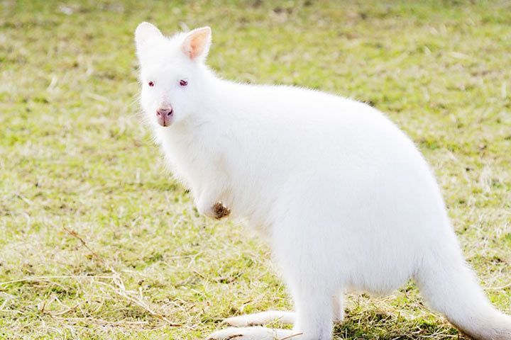 Albino Wallaby