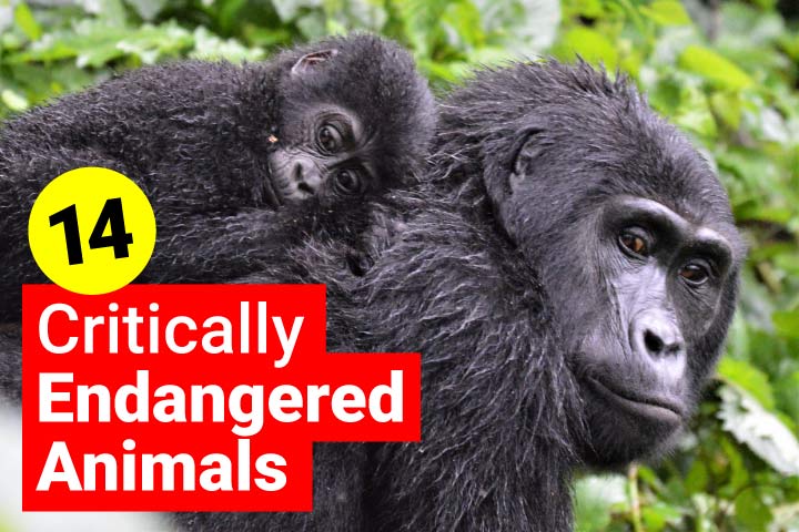 14 Critically Endangered Animals