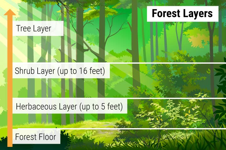 Animals of the Forest