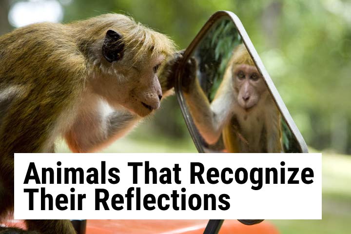 8 Animals That Recognize Their Reflections