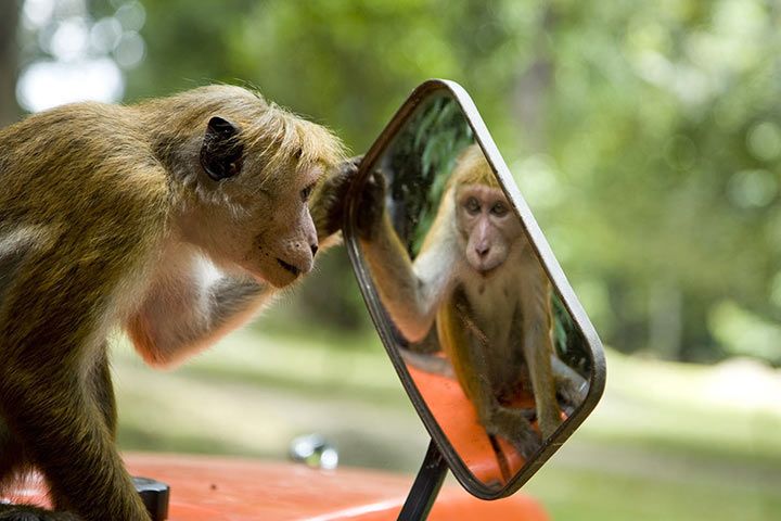 Monkey is looking in the mirror