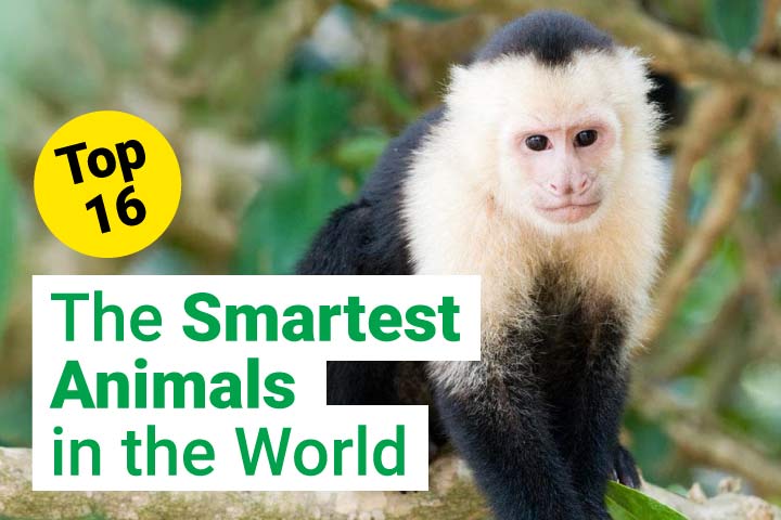 Top 16 Smartest Animals in the World