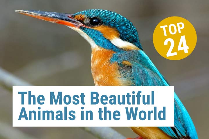 Top 24 Most Beautiful Animals in the World