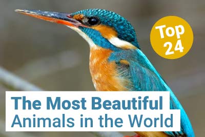 Top 24 Most Beautiful Animals