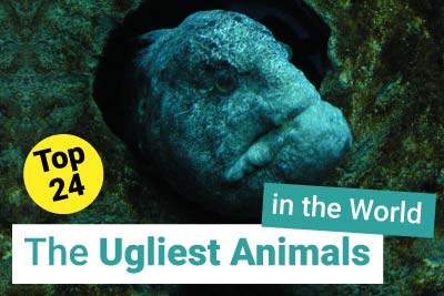 The Ugliest Animals