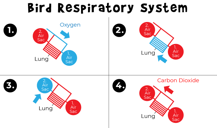 Animal Respiration: Lung Breathing