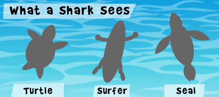 What a shark sees