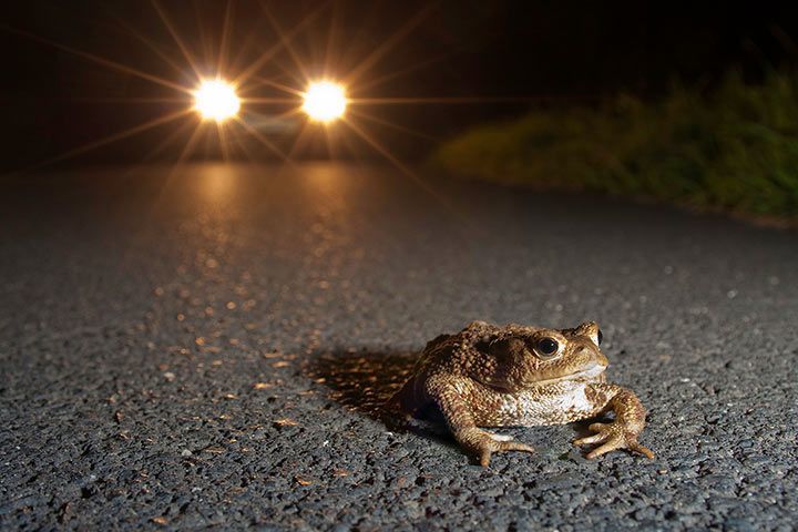 Toad on a road