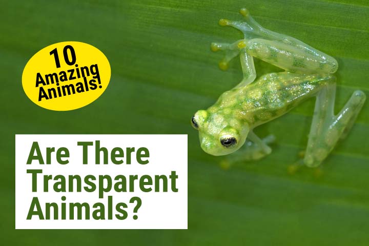 Transparent Animals