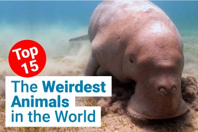 Top 15 Weirdest Animals