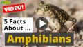 Video: All about Amphibians - 5 Interesting Facts