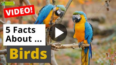 All About Animals Birds