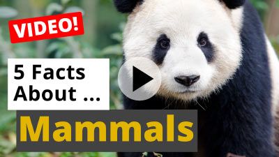 5 Facts About Mammals
