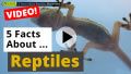 Video: All about Reptiles - 5 Interesting Facts