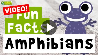 Amphibian Fun Facts
