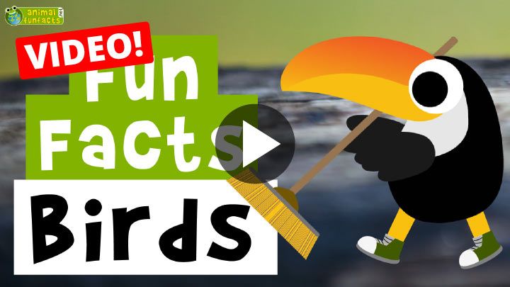 Video: Birds - Cartoon Fun Facts