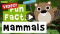 Video: 11 Mammal Fun Facts