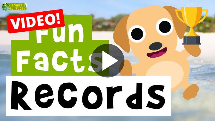 Video: Animal Records - Cartoon Fun Facts