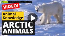 Animals in the Arctic