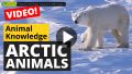 Video: How Do Animals Survive in the Arctic?