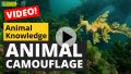 Video: Animal Camouflage