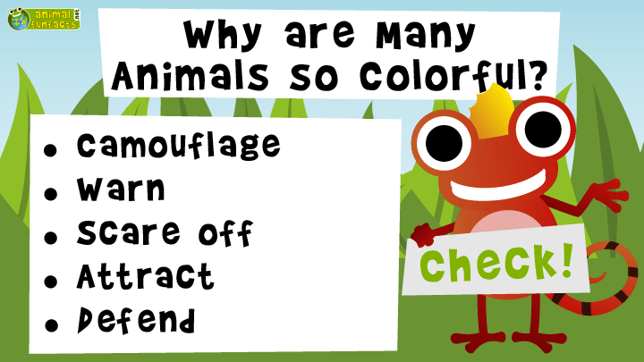 Colorful Animals - Roundup!