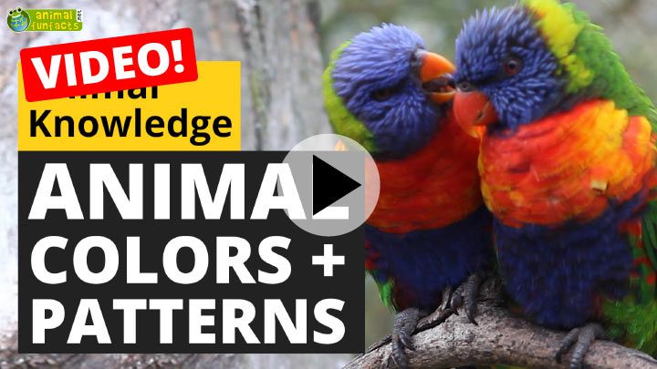 Video: Animal Colors and Patterns