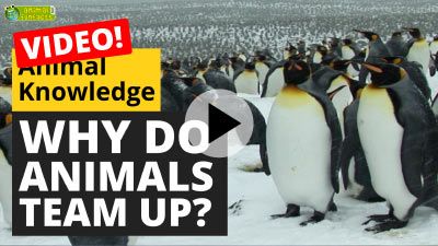 Why Do Animals Team Up
