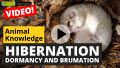 Video: All About Hibernation