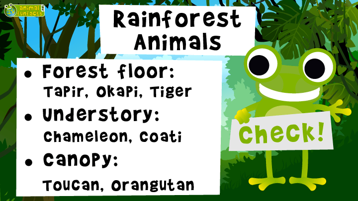 Video: Rainforest Animals - Roundup!