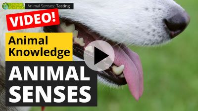 All About Animals Senses