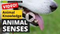 Video: Alles über tierische Sinne