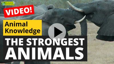 The Strongest Animals in the World