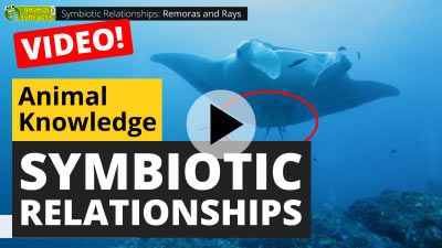 Symbiotic Animal Relationships