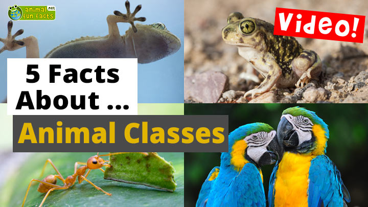 All About Animal Classes